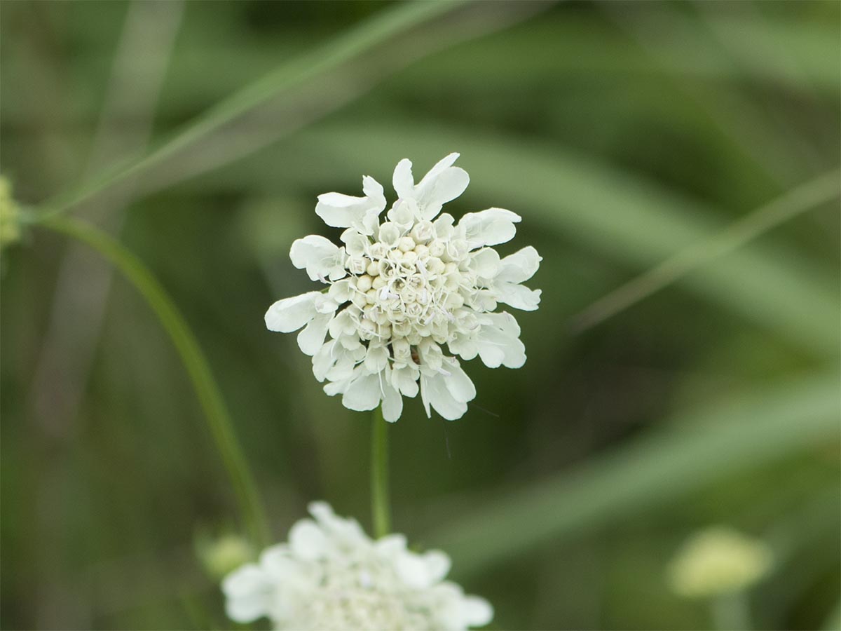 Scabiosa ochroleuca